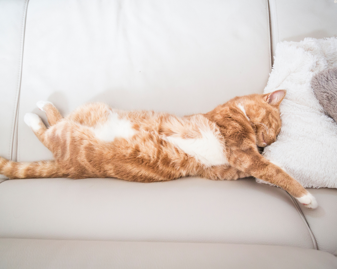 Enlever l'odeur de pipi de chat dans une pièce